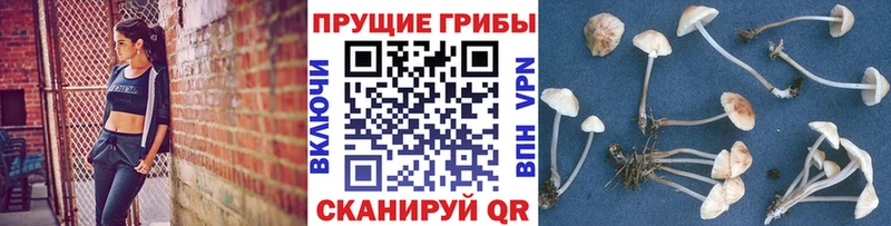 Псилоцибиновые грибы Psilocybe Кяхта